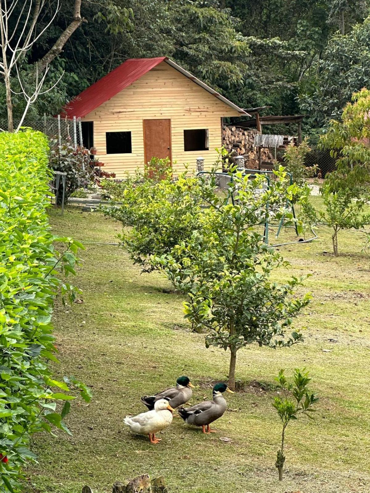 Hassinger Ranch Cabanas Oxapampa Exterior foto